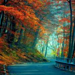 Gorgeous-Nature-Autumn-Tree-HD-Background