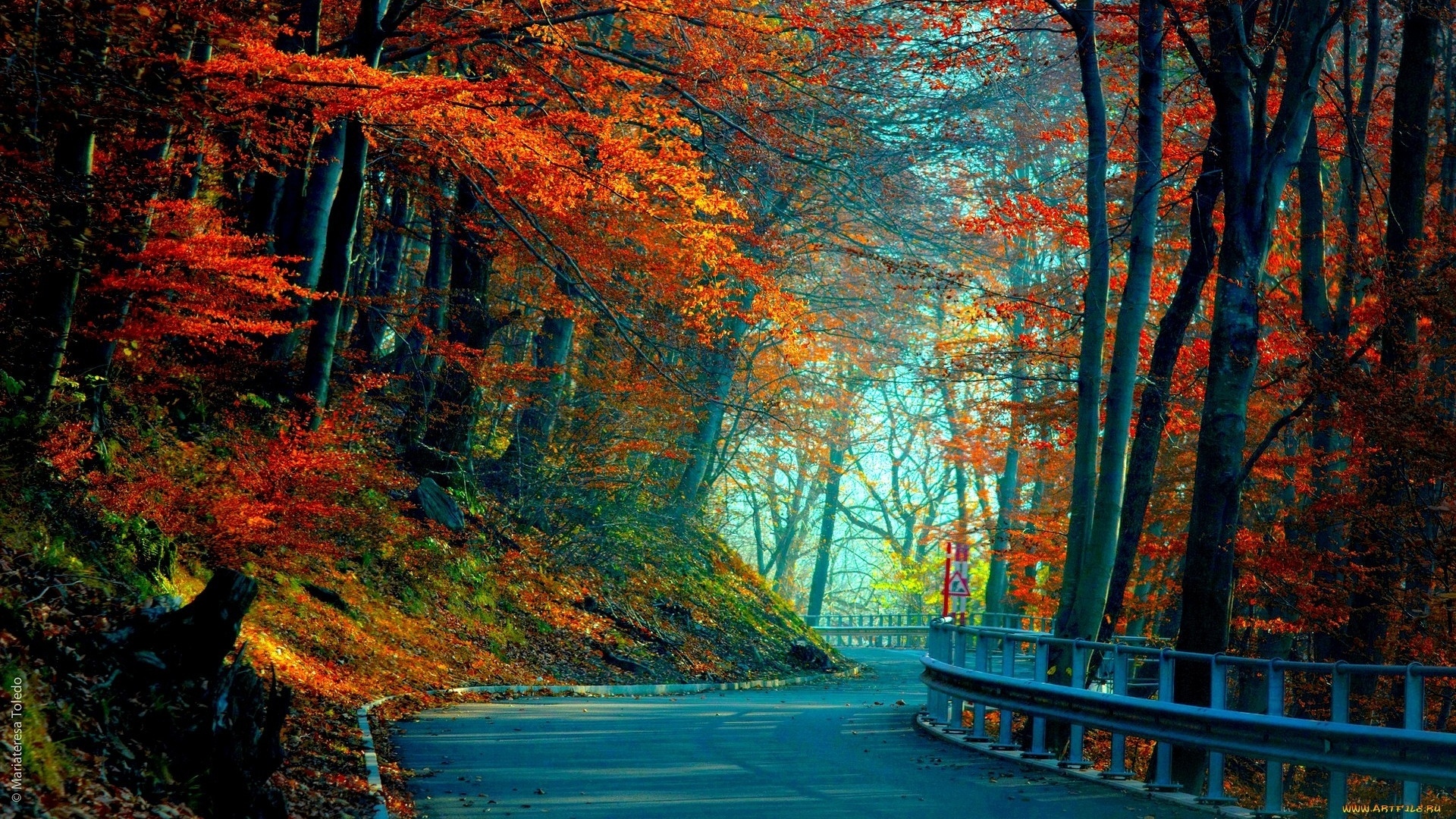 Gorgeous-Nature-Autumn-Tree-HD-Background