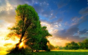 Sunrise Trees Sky Rises Blaze Grass Sun Beautiful Desktop Fields