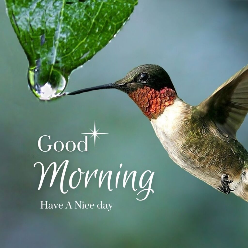 50+ The Most Beautiful Good Morning Images - 2024