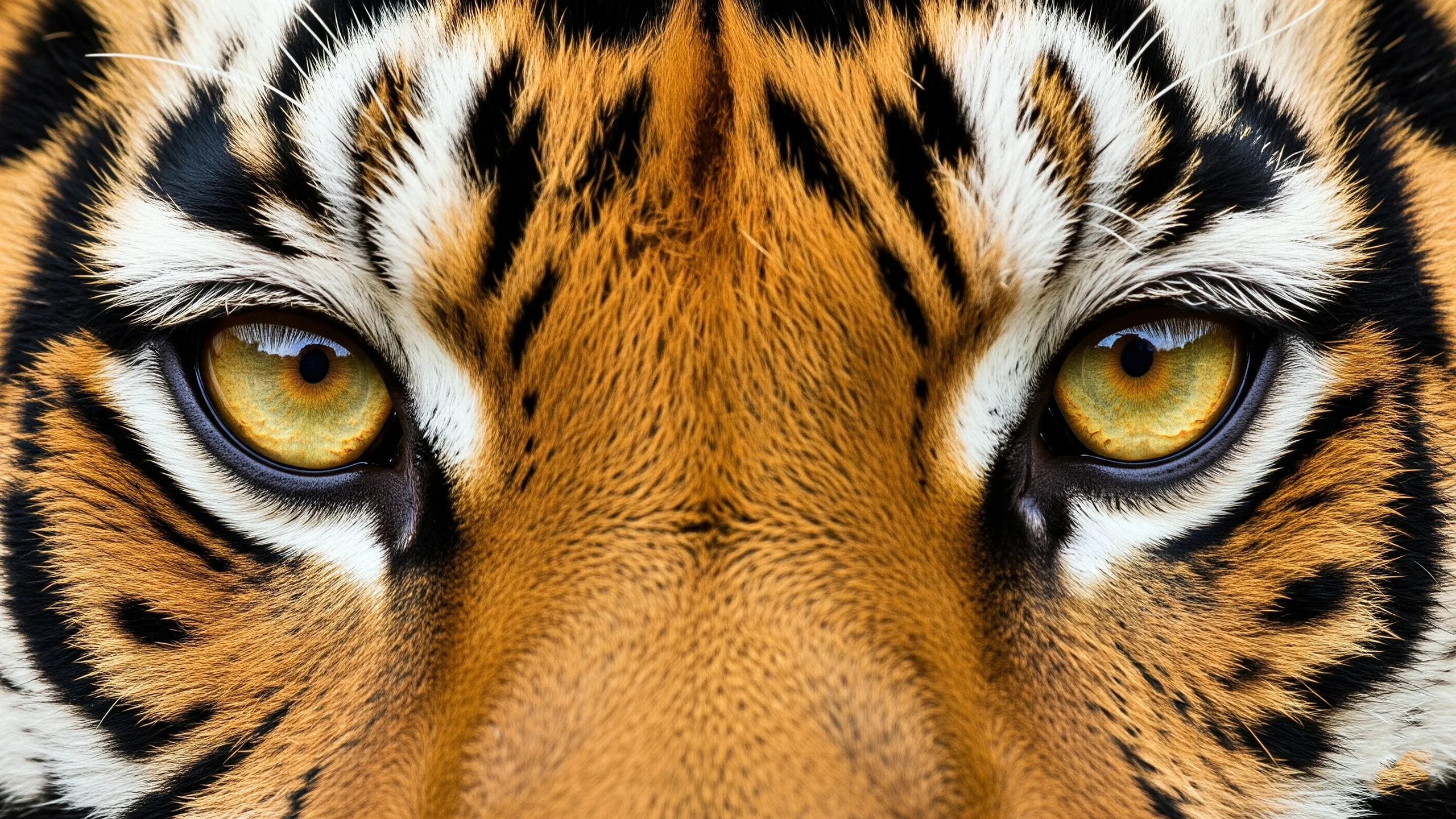 Close up of tiger eyes with sharp details 2560x1440