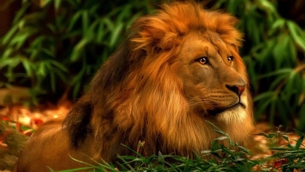 Regal Silence A Lion’s Gaze Amidst the Green _ animal wildlife, mammal 2561x1440px (2K) free download
