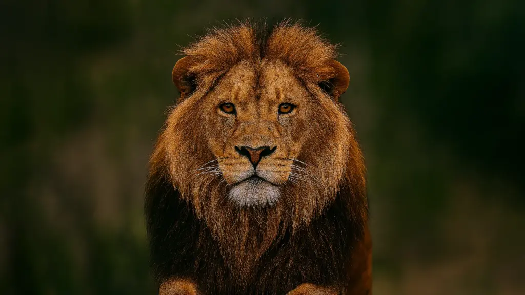 Silent Strength The Lion Watches, Unmoved by Chaos