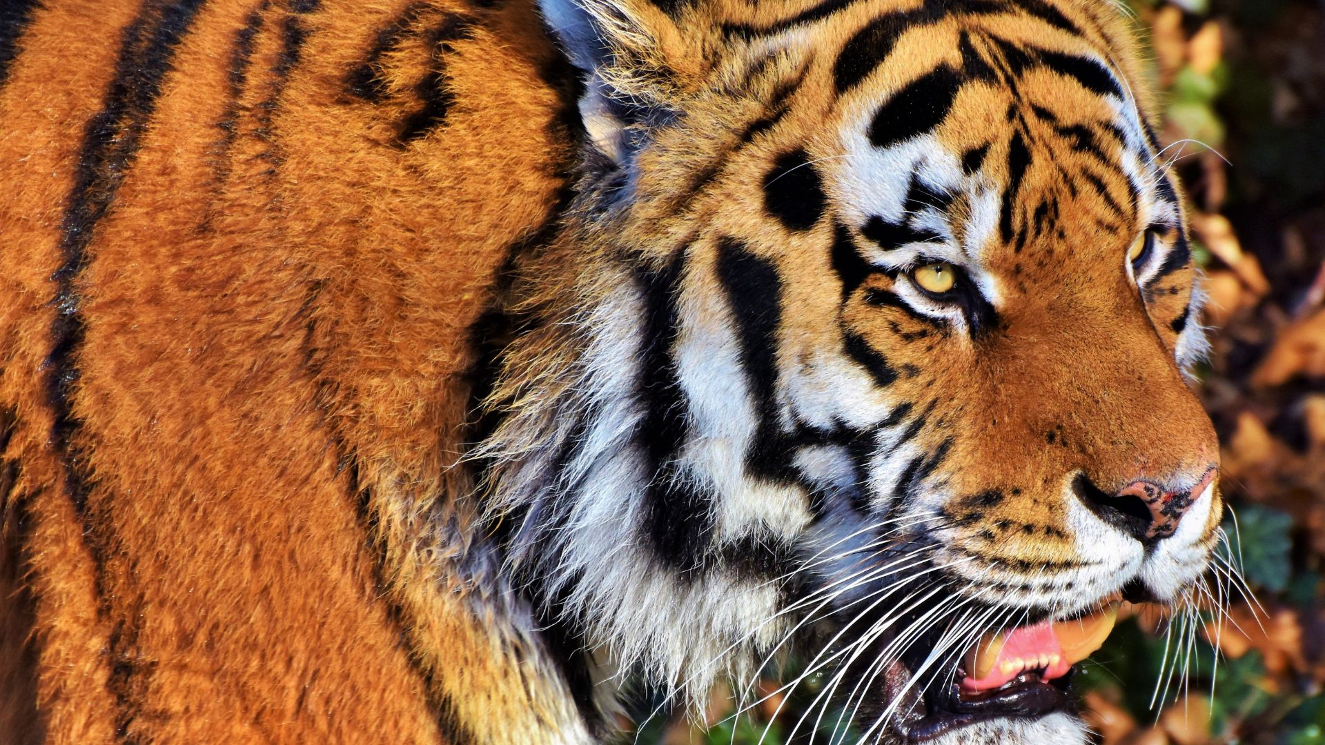 wild animal wallpapers hd 1080p free download for desktop (39)