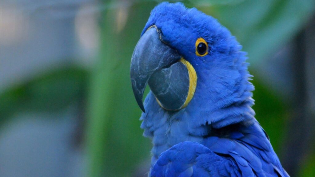 Hyacinth Majesty: A Glimpse into Nature’s Sapphire Sentinel