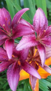 Beautiful flowers wallpapers for mobile beautiful flowers wallpapers for mobile