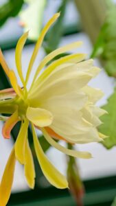 beautiful follower wallpaper