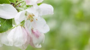 best flower wallpaper4k