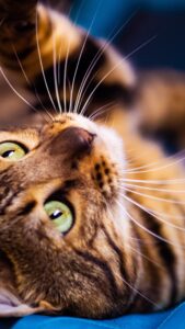 cute cat wallpaper hd for mobile free download (1)