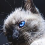 Cute Cat wallpaper hd for mobile Free Download 10 cute cat wallpaper hd for mobile free download (10)