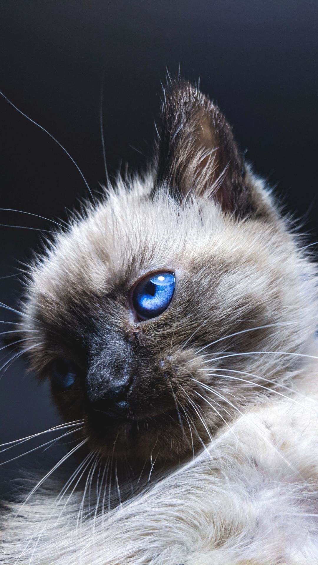 Cute Cat Wallpaper HD For Mobile Free Download - 2023