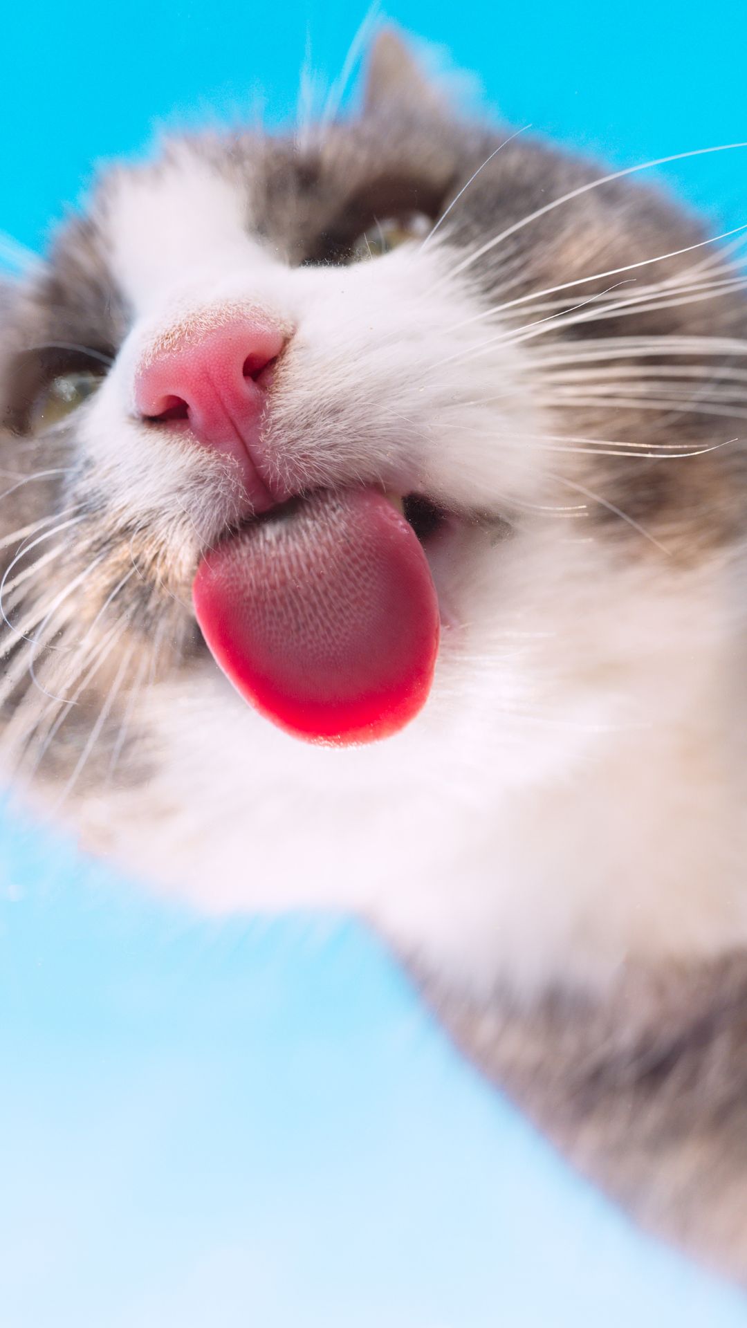Cute Cat Wallpaper HD For Mobile Free Download - 2023