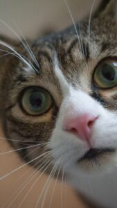 Cute Cat wallpaper hd for mobile Free Download 12 cute cat wallpaper hd for mobile free download (12)