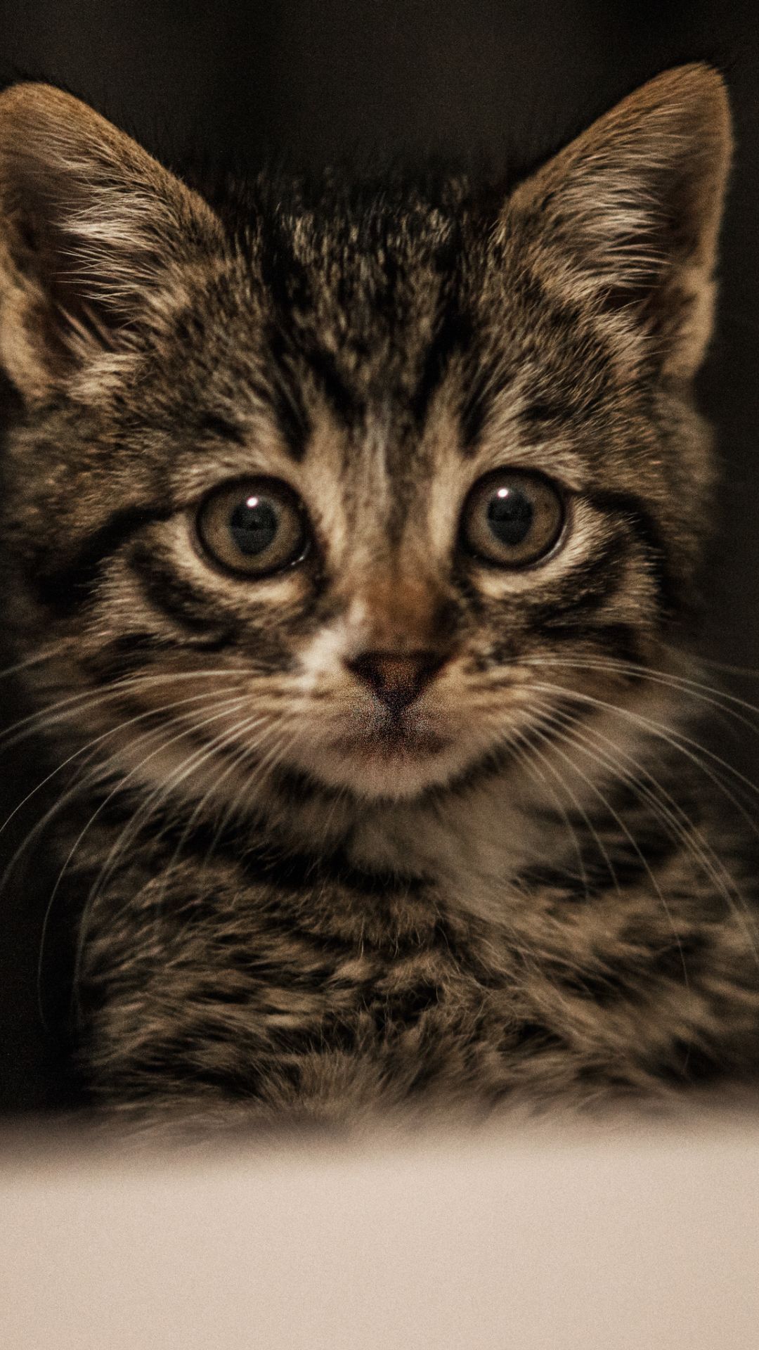 Cute Cat Wallpaper HD For Mobile Free Download - 2023