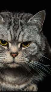 Cute Cat wallpaper hd for mobile Free Download 14 cute cat wallpaper hd for mobile free download (14)