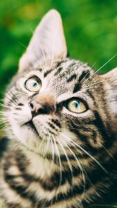 cute cat wallpaper hd for mobile free download (15)