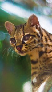 Cute Cat wallpaper hd for mobile Free Download 16 cute cat wallpaper hd for mobile free download (16)