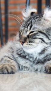 Cute Cat wallpaper hd for mobile Free Download 19 cute cat wallpaper hd for mobile free download (19)