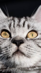 cute cat wallpaper hd for mobile free download (20)