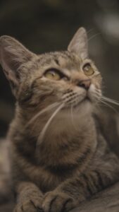 cute cat wallpaper hd for mobile free download (21)