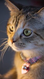 Cute Cat wallpaper hd for mobile Free Download 22 cute cat wallpaper hd for mobile free download (22)