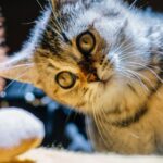 cute cat wallpaper hd for mobile free download (23)