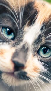 cute cat wallpaper hd for mobile free download (24)