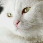 cute cat wallpaper hd for mobile free download (3)