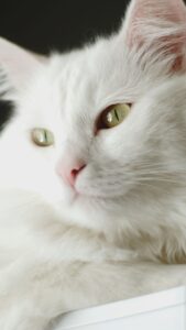 Cute Cat wallpaper hd for mobile Free Download 3 cute cat wallpaper hd for mobile free download (3)