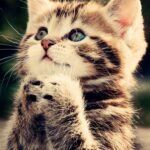 cute cat wallpaper hd for mobile free download (4)