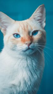 Cute Cat wallpaper hd for mobile Free Download 5 cute cat wallpaper hd for mobile free download (5)