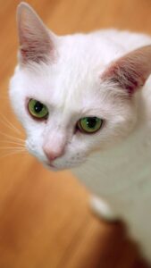 Cute Cat wallpaper hd for mobile Free Download 6 cute cat wallpaper hd for mobile free download (6)