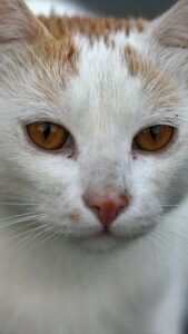 cute cat wallpaper hd for mobile free download (7)