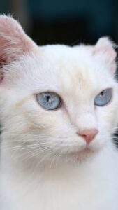 cute cat wallpaper hd for mobile free download (8)