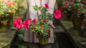 fullscreen hd wallpapers free download