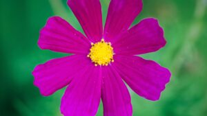 World most beautiful flowers wallpapers for desktop world most beautiful flowers wallpapers for desktop