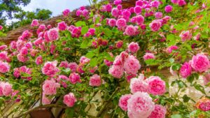 beautiful 3d flowers wallpapers