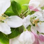 beautiful flower wallpaper beautiful flower wallpaper