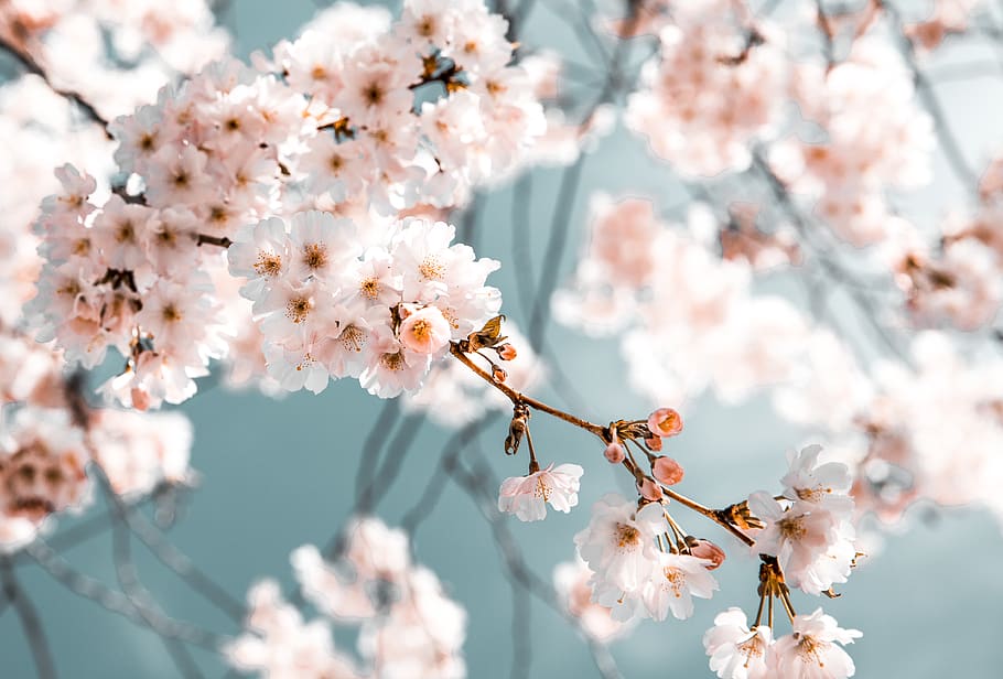 blossom branch desktop backgrounds flora