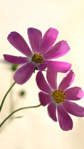 flowers mobile wallpaper for free flowers mobile wallpaper for free