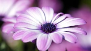 flowers wallpapers for desktop