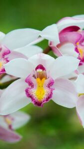 hd flower wallpaper for free hd flower wallpaper for free