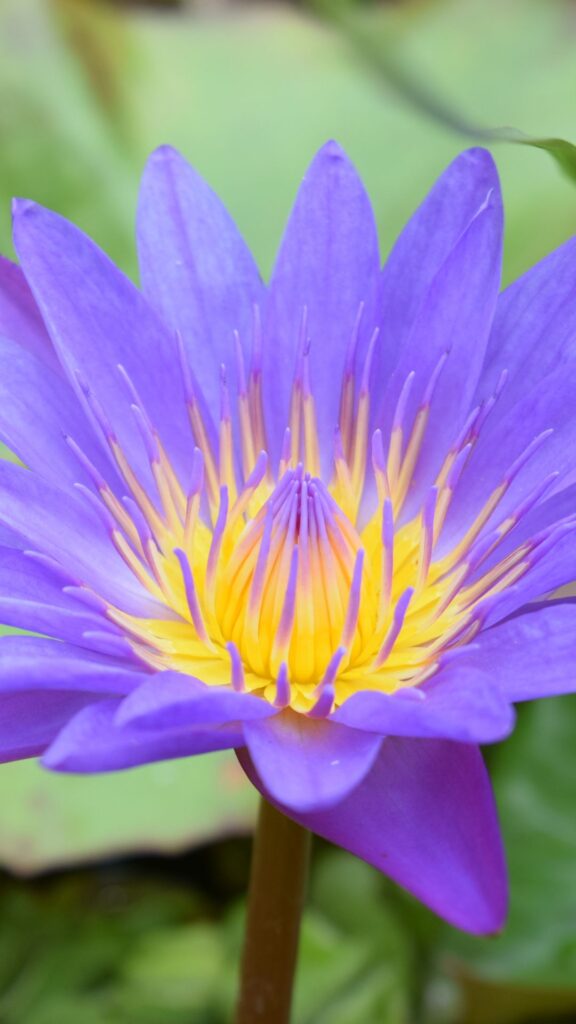 Most Beautiful Flowers Wallpapers For Mobile Free Download 1080x1920 Px 2024