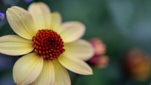 most beautiful flowers wallpapers for pc most beautiful flowers wallpapers for pc