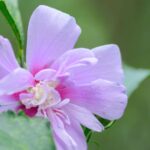 sweet flower walpaper for free