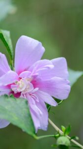 sweet flower walpaper for free sweet flower walpaper for free