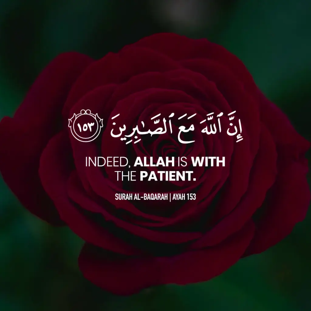 Islamic WhatsApp DP – “Indeed, Allah is with the patient” Over Red Rose
