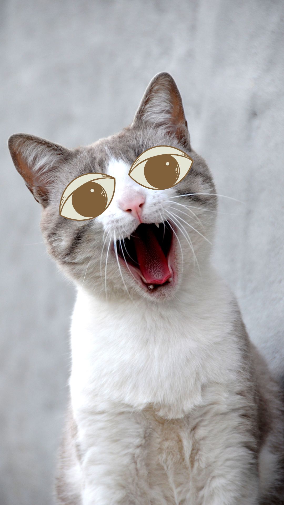 Cute Cat Wallpaper For Mobile Phone (11)