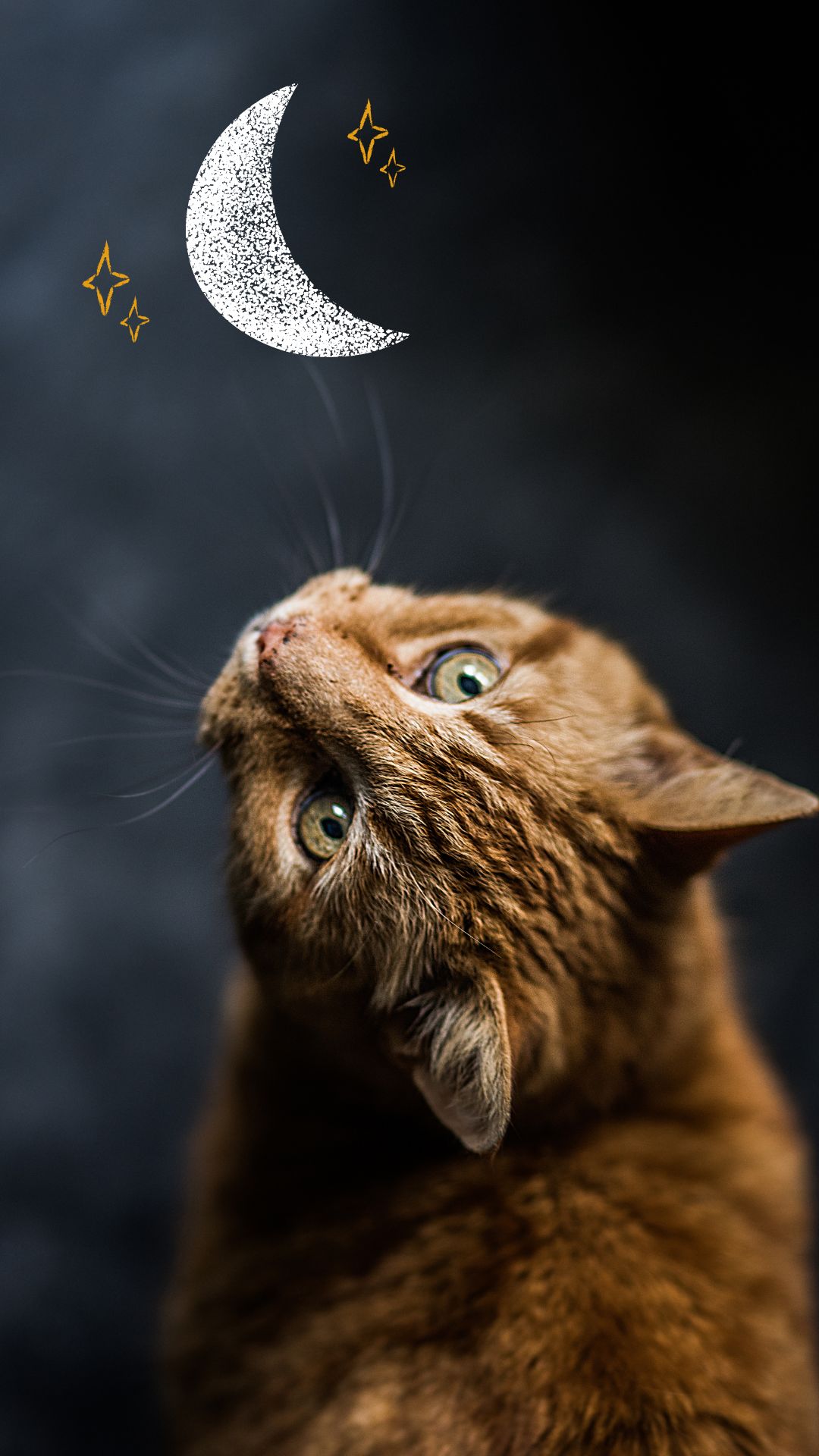 Cute Cat Wallpaper For Mobile Phone (12)