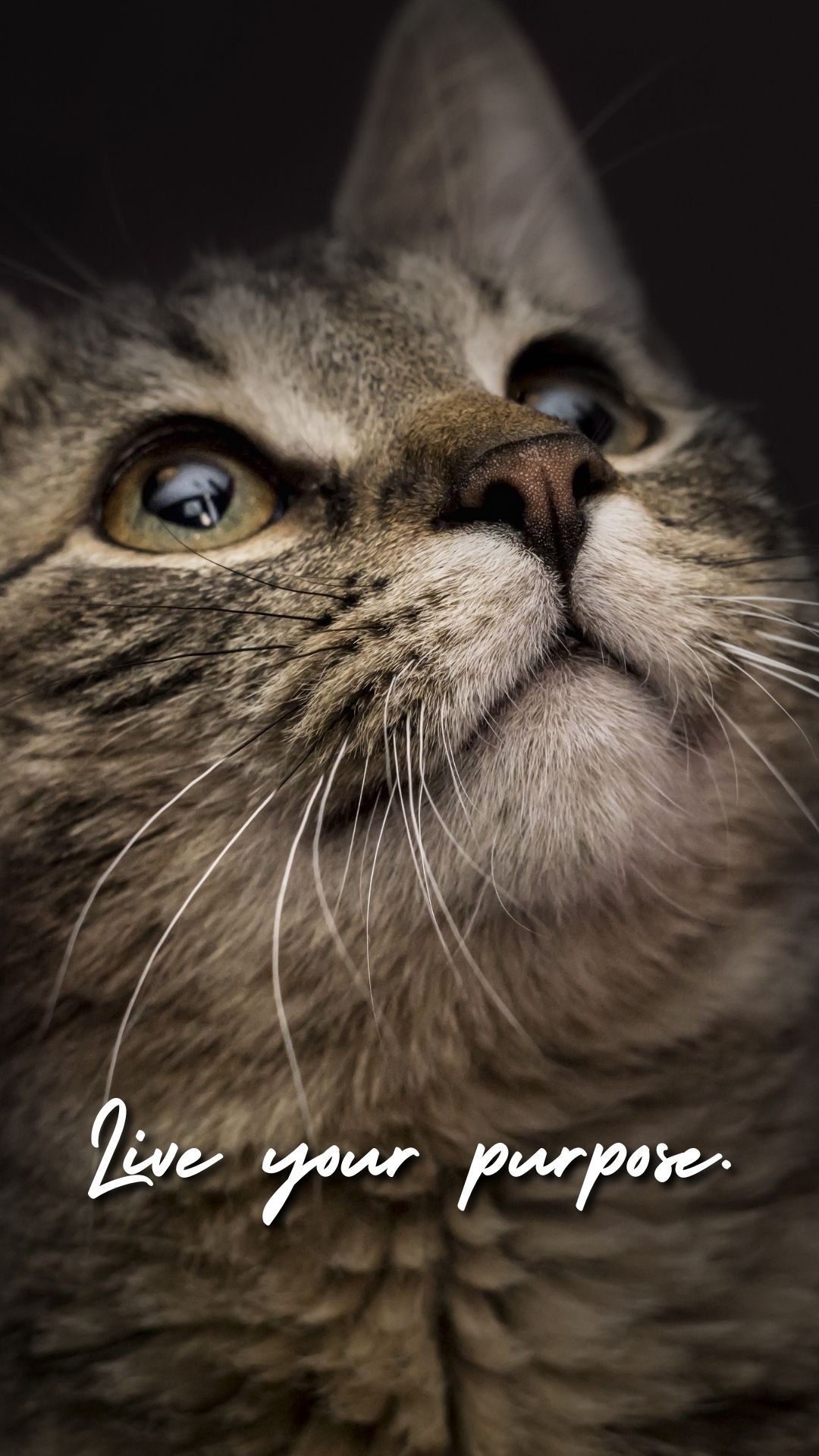 Cute Cat Wallpaper For Mobile Phone (16)
